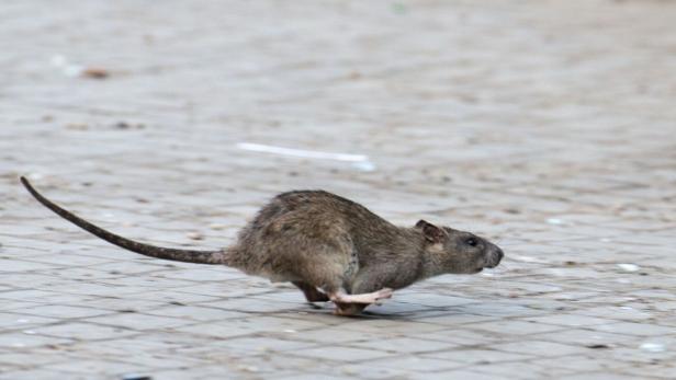 Eigentümer können einiges tun, damit Ratten sich auf dem Grundstück nicht wohlfühlen