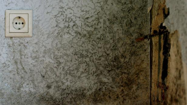 Gar nicht gut: Wer Schimmel in der Wohnung entdeckt, sollte umgehend aktiv werden