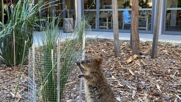 Insel der Quokkas: Rottnest, wo die Mini-Kängurus den Ton angeben