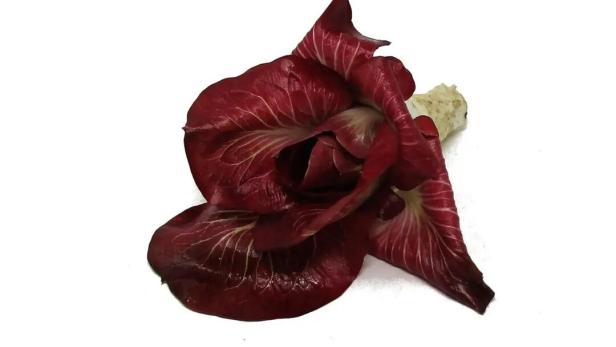 Ein Kopf Radicchio Rosa dell'Isonzo liegt auf einem weißen Hintergrund.