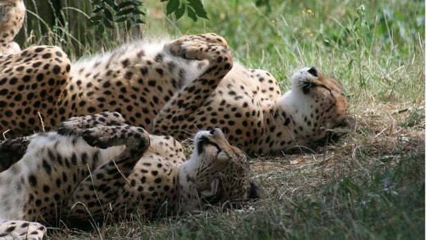 Geparden, die faulenzen.