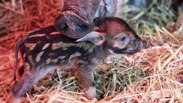 Freude im Zoo Schmiding: Erster Pinselohrschwein-Nachwuchs seit 15 Jahren