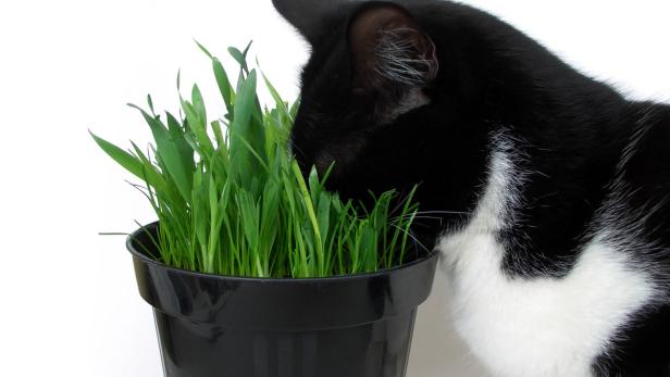 Auch Katzen lieben die junge Gerstenpflanze.