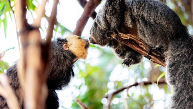 ++ HANDOUT ++ WIEN: HAUS DES MEERES ÖFFNET DIE TÜREN FÜR TIERISCHEN VALENTINSTAG