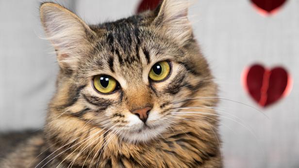 Eine Langhaarkatze blickt direkt in die Kamera, im Hintergrund sind Valentinstagsherzen zu sehen.