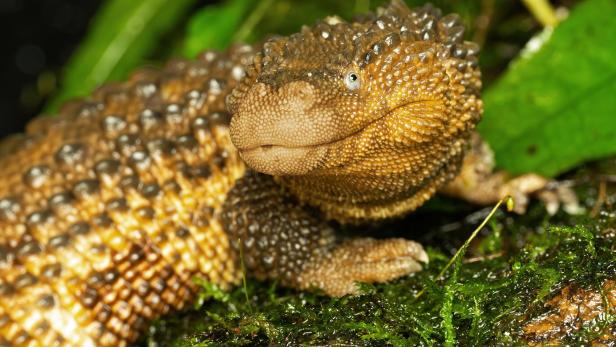 ++ HANDOUT ++ WIEN: TAUBWARANE ERSTMALS IN SCHÖNBRUNN ZU SEHEN "Kleine Drachen" erstmals in Schönbrunn zu besichtigen