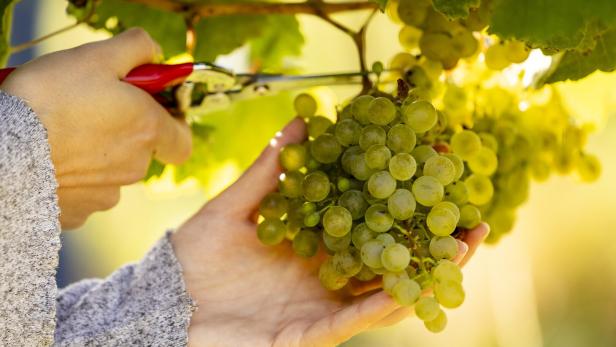 Eine Hand schneidet mit einer Schere eine reife Traube ab.