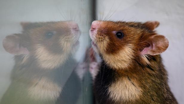 Zoo Leipzig nimmt Hamster-Zuchtstation in Betrieb Der Zoo Leipzig hat eine Hamster-Zuchtstation in Betrieb genommen.