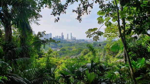 Tropische Variante von Manhattan: Inmitten der imposanten Skyline von Panama City verbergen sich unter anderem die Briefkastenfirmen des Panama-Papers-Finanzskandals