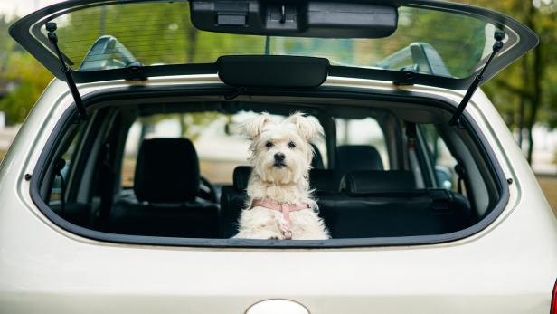 Hund sitzt im Kofferraum eines Autos.
