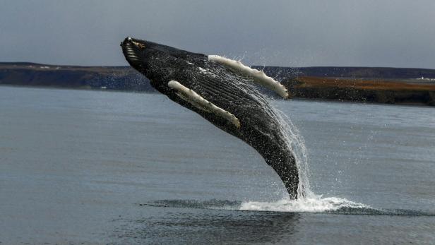 Humpback whale in Iceland