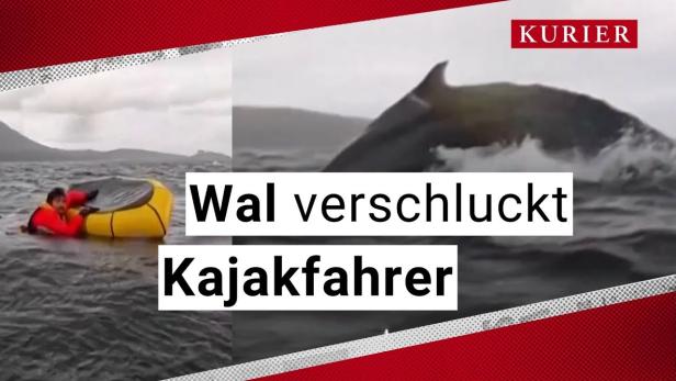 Kajakfahrer wird von Buckelwal verschluckt