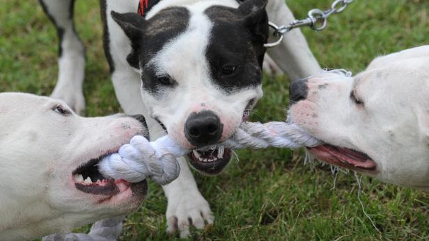 Immer wieder gibt es Hundeattacken