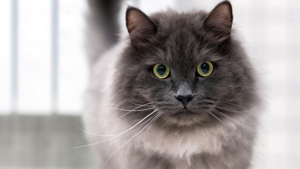 Tiercoach: Wann der Fellwechsel bei Haustieren saisonbedingt ist