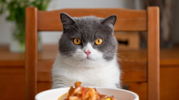 Eine graue Katze sitzt an einem Holztisch vor einem Teller mit Essen.
