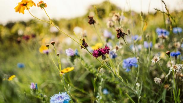 Beautiful wild flowers in a meadow