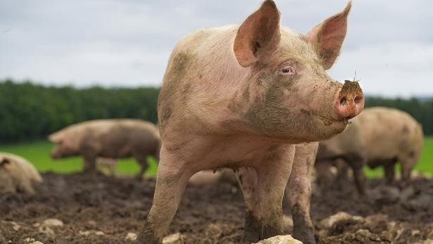 Schwein auf Feld