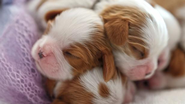 Neugeborene Hündchen kuscheln in einer rosa Decke.