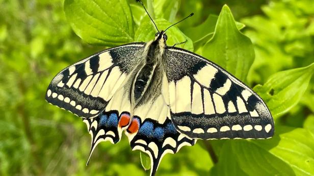 Schwalbenschwanz ist Schmetterling des Jahres 2025