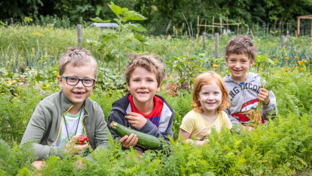Früh übt sich, wer gärtnern will: Auch Kinder sind schon eifrig dabei, helfen beim Anpflanzen, Unkraut jäten, Kartoffelkäfer klauben und ernten selbst angebautes Gemüse