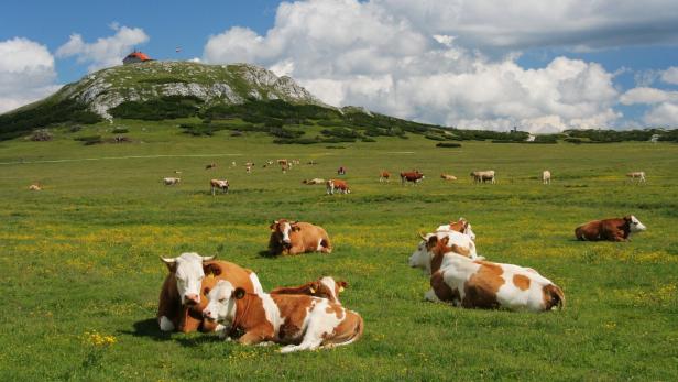 Eine Kuhherde grast auf einer grünen Wiese mit einem Berg im Hintergrund.