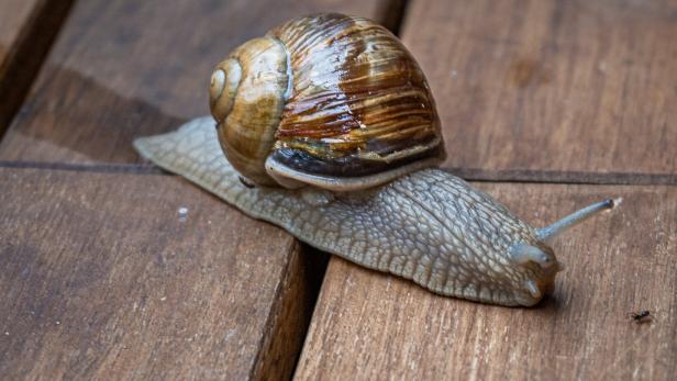46-198137805 Auf der Überholspur: Die Schnecke Johannes