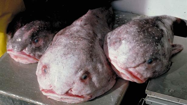 46-213896500 Ende des "Mobbings": Hässlichstes Tier der Welt ist Fisch des Jahres
