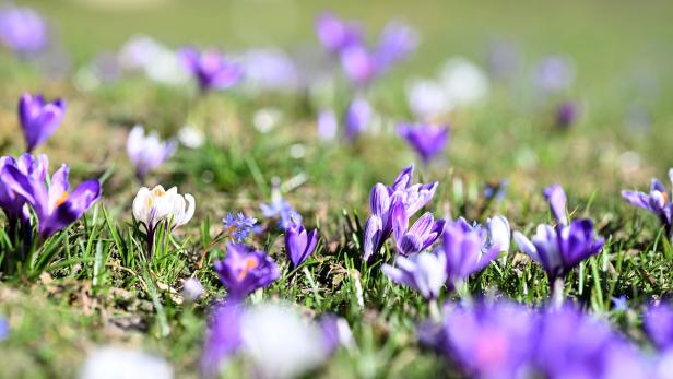 ++ THEMENBILD ++ FRÜHLING / WETTER / BLÜTEN / KLIMA Frühlingsbeginn: Der Winter verabschiedet sich offiziell