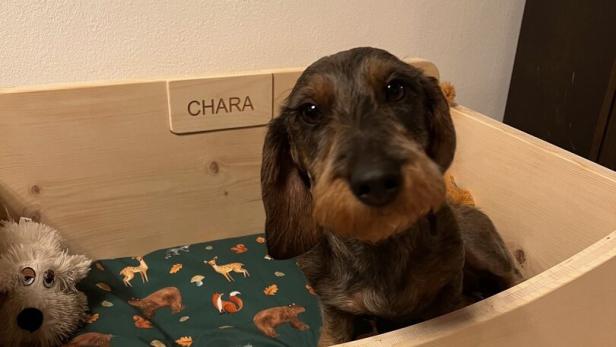 Wer kann bei dem Dackelblick schon widerstehen? Für Hündin Chara wurde ein eigenes Zirbenholz-Hundebett angefertigt 