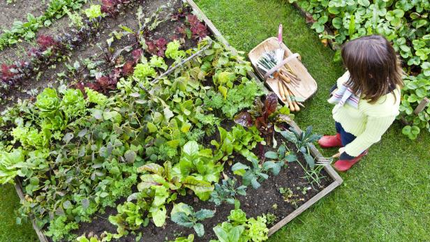 Work in a Vegetable Garden Zehn neue Gartenregeln, die Hobbygärtner jetzt befolgen müssen