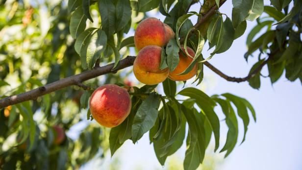 Ripe peaches on a tree branch Pfirsichbaum schneiden: Was tun, wenn der Baum falsch wächst?