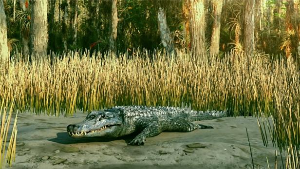 Ein Alligator liegt im Sumpf.