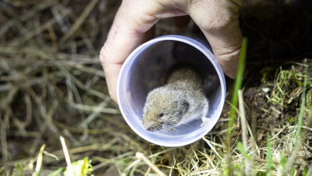 Artenschutzprojekt Bayerische Kurzohrmaus Wie der Alpenzoo eine der seltensten Säugetierarten der Welt retten will