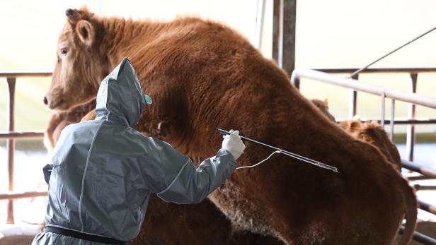 Foot-and-mouth disease outbreak in South Korea "Sehr großes Problem": Hochansteckende Tierkrankheit in Nachbarländern