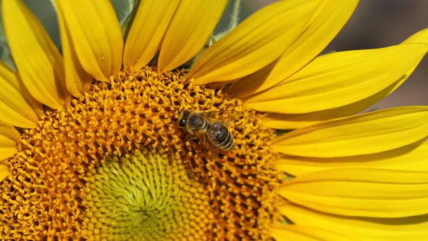 Biene, Sonnenblume