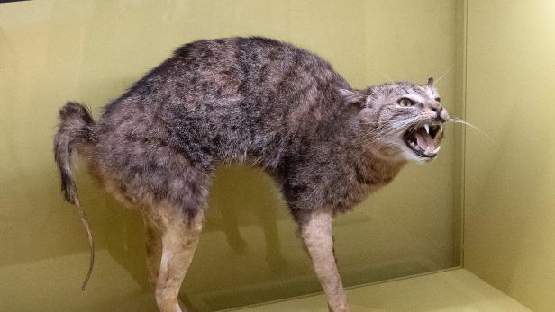Wenn Tiere zwei Mal sterben: Museumsobjekte in Gefahr