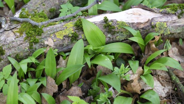 ++ THEMENBILD ++ "FRÜHLINGSBOTE BÄRLAUCH" Bärlauchpflanzen wachsen im Wald.