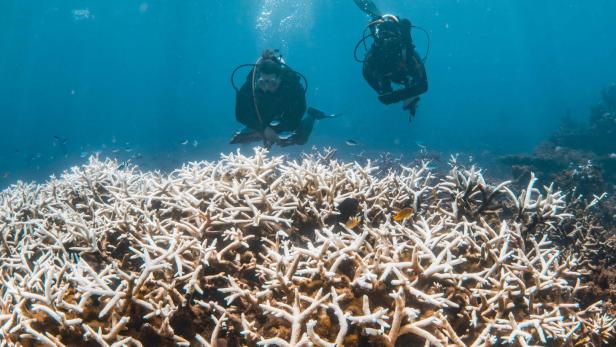 TOPSHOT-AUSTRALIA-ENVIRONMENT-CLIMATE-REEF "Schockierende" Korallenbleiche: Weltnaturerbe verliert Farbe