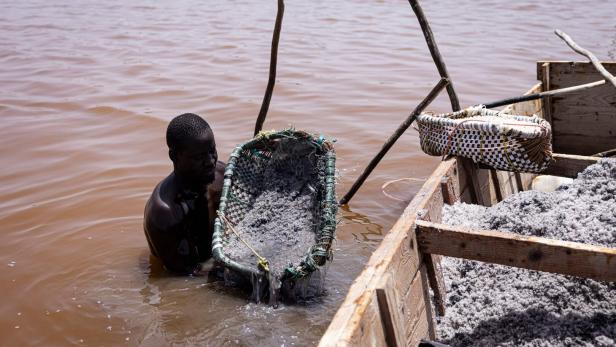 SENEGAL-ENVIRONMENT-ECONOMY-TOURISM Ein Mann steht im Wasser und schöpft Salz in einem Korb aus dem See.
