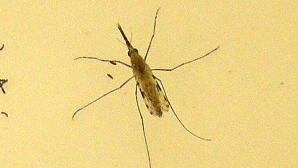 FILE PHOTO: CDC photo of two "Anopheles gambiae" mosquitoes the principal vector of malaria in Africa Das Foto zeigt "Anopheles gambiae"-Mücken, den Hauptüberträgern der Malaria-Krankheit in Afrika.