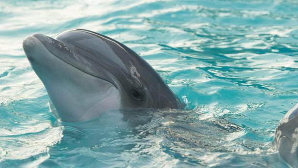 Delfin schaut mit dem Kopf aus dem Wasser