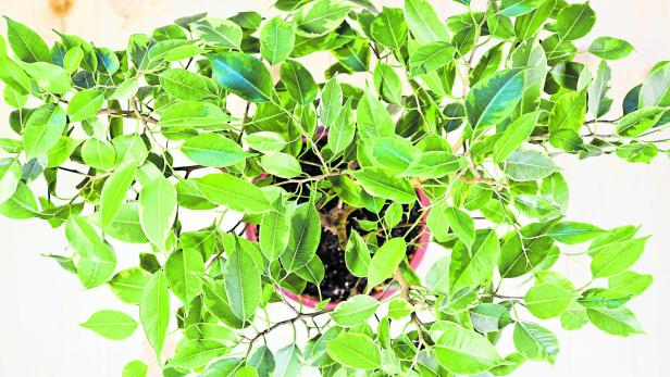 Indoor plant Ficus Benjamin, top view. Soft selective focus. Indoor plant for indoor floriculture and phytodesign. Warum verliert mein Ficus Benjamin seine Blätter? Hier sind die Tipps