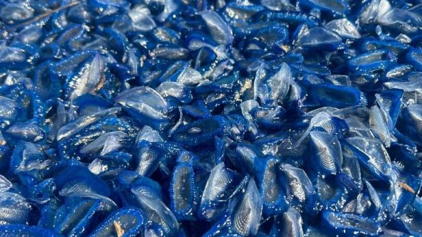 Charakteristisch für die Segelqualle ist ihre blaue Farbe (Archivbild)