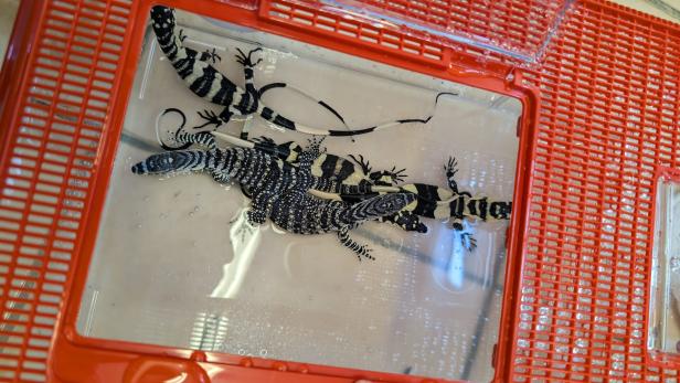 Mehrere Schwarzweißgebänderte Arguswarane liegen in einem roten Behälter mit Wasser.