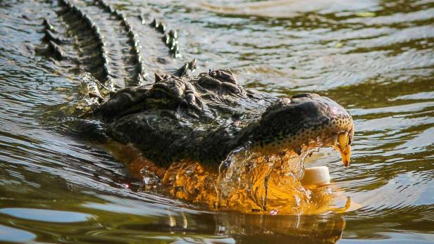 Krokodil schwimmt mit aufgerissenem Maul durchs Wasser