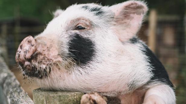 Hausschwein auf A63: Polizei sperrte Autobahn für Rettungsaktion Rosa Schwein mit schwarzen Punkten steht an einem Zaun