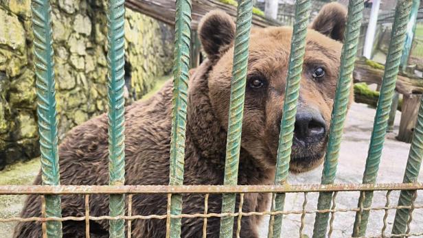 ++ HANDOUT ++ NIEDERÖSTERREICH: BÄRENWALD ARBESBACH BEKOMMT MIT "FELIX" NEUEN BEWOHNER Slowakischer Bär "Felix" zieht in den Waldviertler Bärenwald Arbesbach