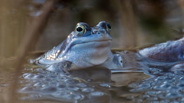 Ein blaues Moorfrosch-Männchen sitzt im Wasser.