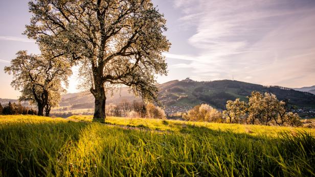 Blühende Bäume auf einer Wiese im Mostviertel im Frühling.