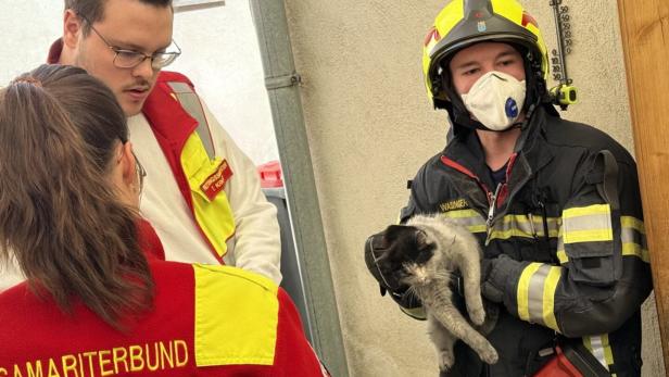 46-214267026 Gerettete Katzen mussten mit Sauerstoff versorgt werden